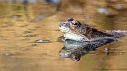 Grasfrosch